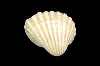 藏品(血蚶)的圖片